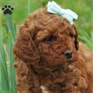 Spring Rayne, Mini Labradoodle Puppy